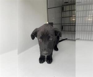 Labrador Retriever-Unknown Mix Dogs for adoption in Houston, TX, USA