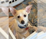 Small #4 Chihuahua Mix