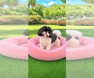 Shih Tzu Dogs for adoption in Weston, FL, USA