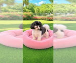 Gracie Von - Female Shih Tzu Dog for Adoption - Small photo