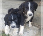 Small Photo #16 Aussiedoodle Puppy For Sale in DOWELLTOWN, TN, USA