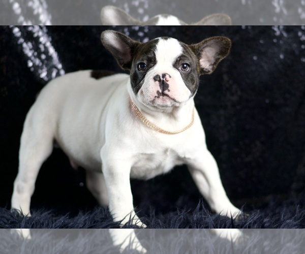 Medium Photo #68 French Bulldog Puppy For Sale in WARSAW, IN, USA
