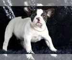 Small Photo #68 French Bulldog Puppy For Sale in WARSAW, IN, USA