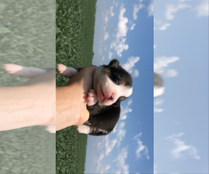 Pembroke Welsh Corgi Puppy for sale in ARTHUR, IL, USA