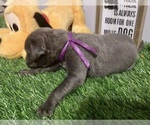 Small Photo #4 Great Dane Puppy For Sale in BANGOR, WI, USA