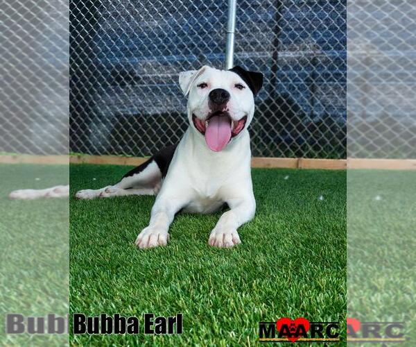 Medium Photo #2 Staffordshire Bull Terrier-Unknown Mix Puppy For Sale in Maryville, TN, USA