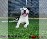 Small #1 Staffordshire Bull Terrier Mix