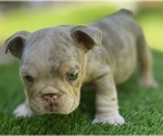 Small Photo #7 Bulldog Puppy For Sale in STOCKBRIDGE, GA, USA