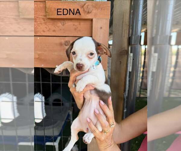 Medium Photo #1 Dachshund-Unknown Mix Puppy For Sale in Turlock, CA, USA