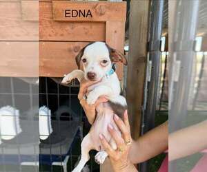Dachshund-Unknown Mix Dogs for adoption in Turlock, CA, USA