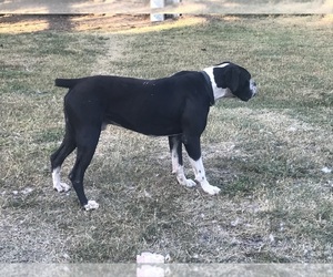 Father of the Boxer puppies born on 08/12/2025