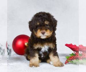 Bernedoodle-Poodle (Miniature) Mix Puppy for sale in DALTON, OH, USA