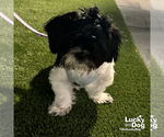Small #1 Shih Tzu Mix