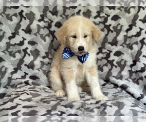 Pomsky-Poodle (Standard) Mix Puppy for sale in LAKELAND, FL, USA