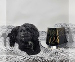 Small Photo #4 Bernedoodle Puppy For Sale in VERONA, MO, USA
