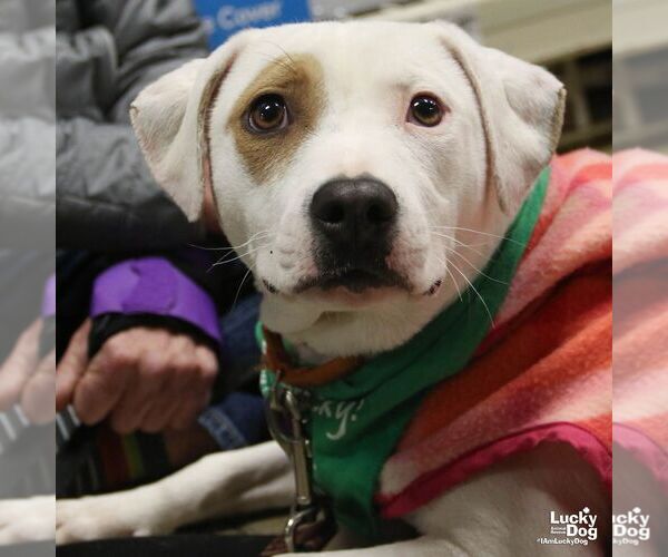 Medium Photo #6 Labrador Retriever-Unknown Mix Puppy For Sale in Washington, DC, USA