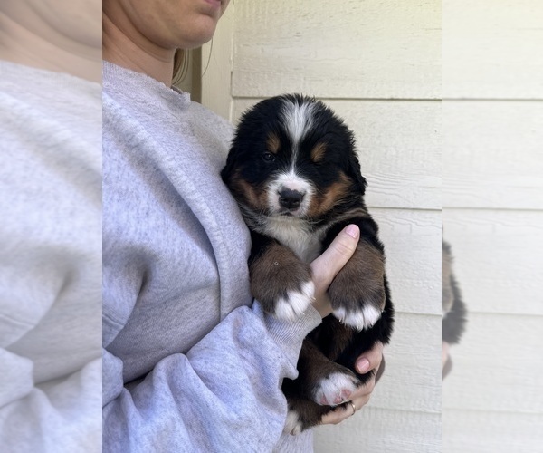 Medium Photo #16 Bernese Mountain Dog Puppy For Sale in FAIRMONT, MN, USA