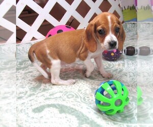 Beagle Puppy for Sale in RATTAN, Oklahoma USA