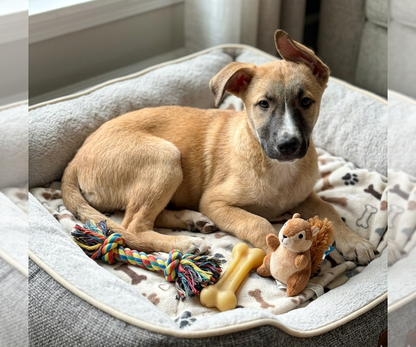 Medium Photo #2 Mutt Puppy For Sale in Genesee, WI, USA