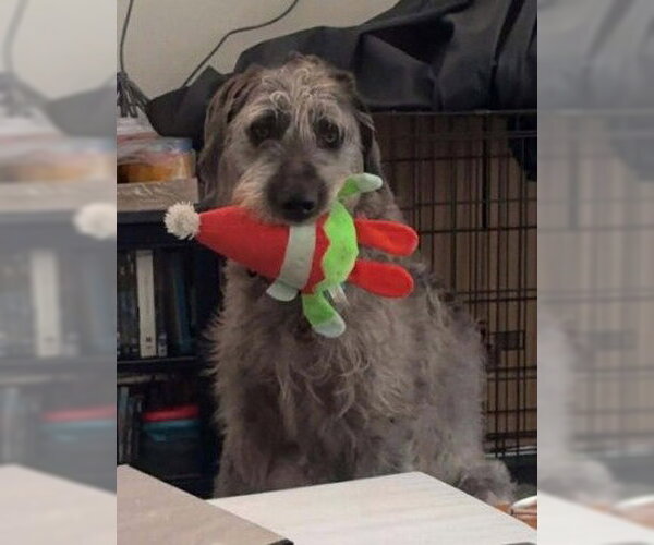 Medium Photo #1 Great Dane-Unknown Mix Puppy For Sale in Bullard, TX, USA