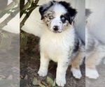 Puppy Rex Australian Shepherd