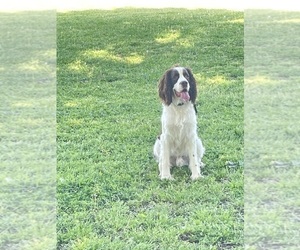 Father of the English Springer Spaniel puppies born on 09/30/2025