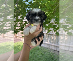 Small #1 Havanese