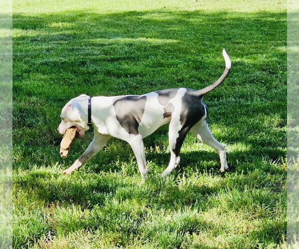 Medium Photo #9 American Pit Bull Terrier-Unknown Mix Puppy For Sale in Germantown, OH, USA