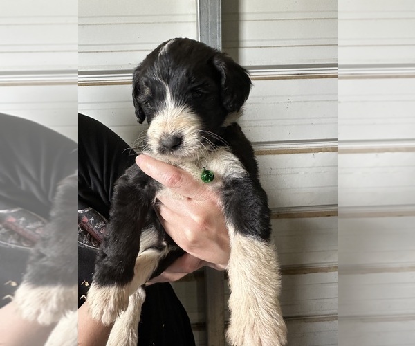 Medium Photo #1 Sheepadoodle Puppy For Sale in COLORADO SPRINGS, CO, USA