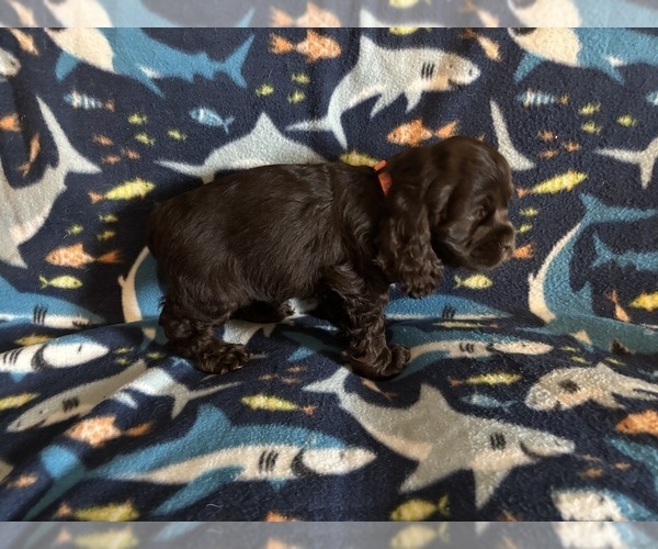 Medium Photo #42 Cocker Spaniel Puppy For Sale in COLBERT, GA, USA