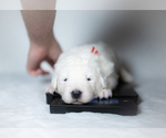 Small #26 Maremma Sheepdog