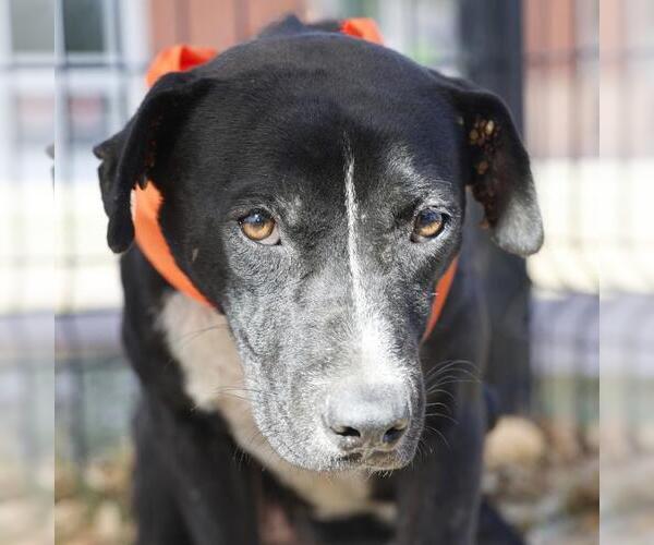 Medium Photo #1 American Staffordshire Terrier-Unknown Mix Puppy For Sale in San Antonio, TX, USA
