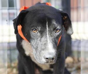 American Staffordshire Terrier-Unknown Mix Dogs for adoption in San Antonio, TX, USA