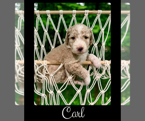 Bernedoodle-Poodle (Standard) Mix Puppy for sale in MENIFEE, CA, USA