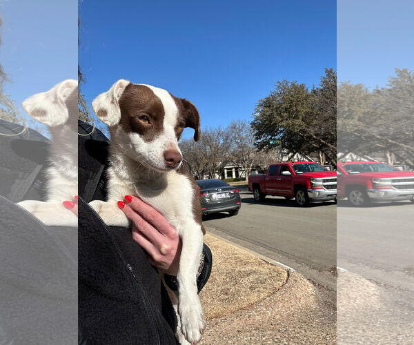 Medium Photo #1 Chihuahua-Unknown Mix Puppy For Sale in Grafton, WI, USA