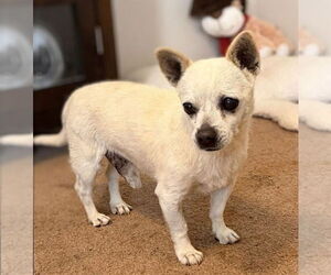 Chihuahua Dogs for adoption in Vail, AZ, USA