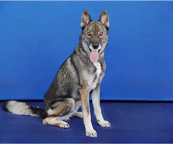 Medium Photo #2 Gerberian Shepsky Puppy For Sale in Pasadena, CA, USA
