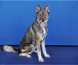 SCAR - Male Gerberian Shepsky Dog for Adoption - Photo #2