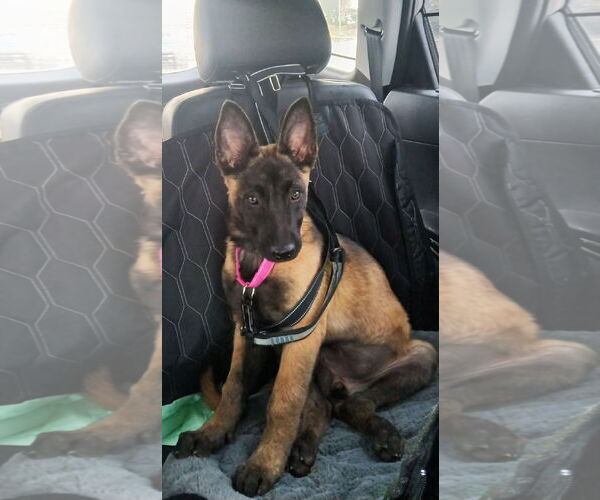 Medium Photo #7 Mutt Puppy For Sale in Gretna, NE, USA