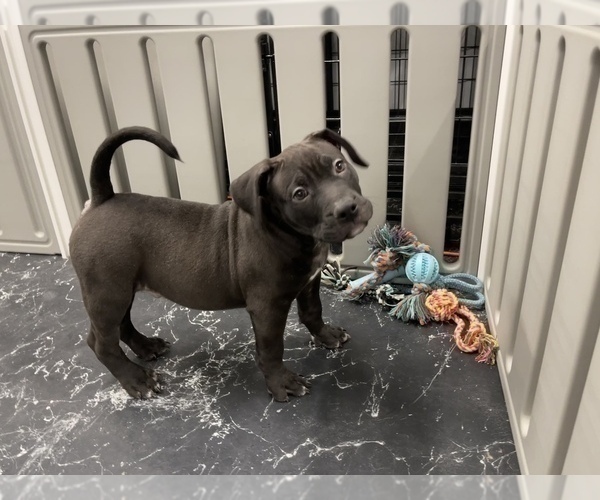 Medium Photo #6 American Bully Puppy For Sale in REESEVILLE, WI, USA
