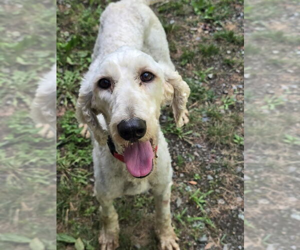 Medium Photo #3 Mutt Puppy For Sale in Glen Allen, VA, USA