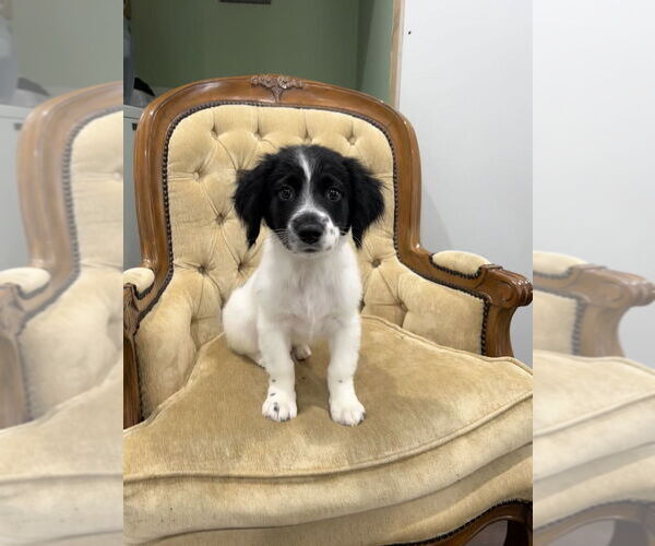 Medium Photo #4 Border Collie-Unknown Mix Puppy For Sale in Brewster, NY, USA