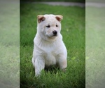 Small #2 Shiba Inu