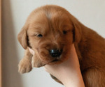 Puppy Light Green Golden Retriever
