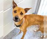 Small #2 Black Mouth Cur Mix