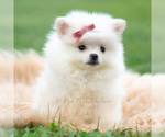 Puppy Coco Pomeranian