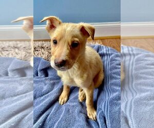 Labrador Retriever-Unknown Mix Dogs for adoption in New York, NY, USA