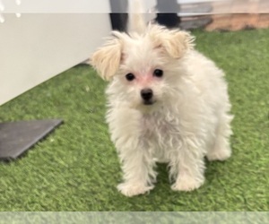 Morkie Puppy for sale in INDIANAPOLIS, IN, USA