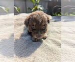 Small #1 Miniature Australian Shepherd