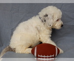 Small #1 Sheepadoodle